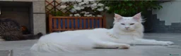 Maine Coon gatti in vendita: Cuccioli Maine Coon linea Russa a Ente di decentramento regionale di Udine - Annuncio 1