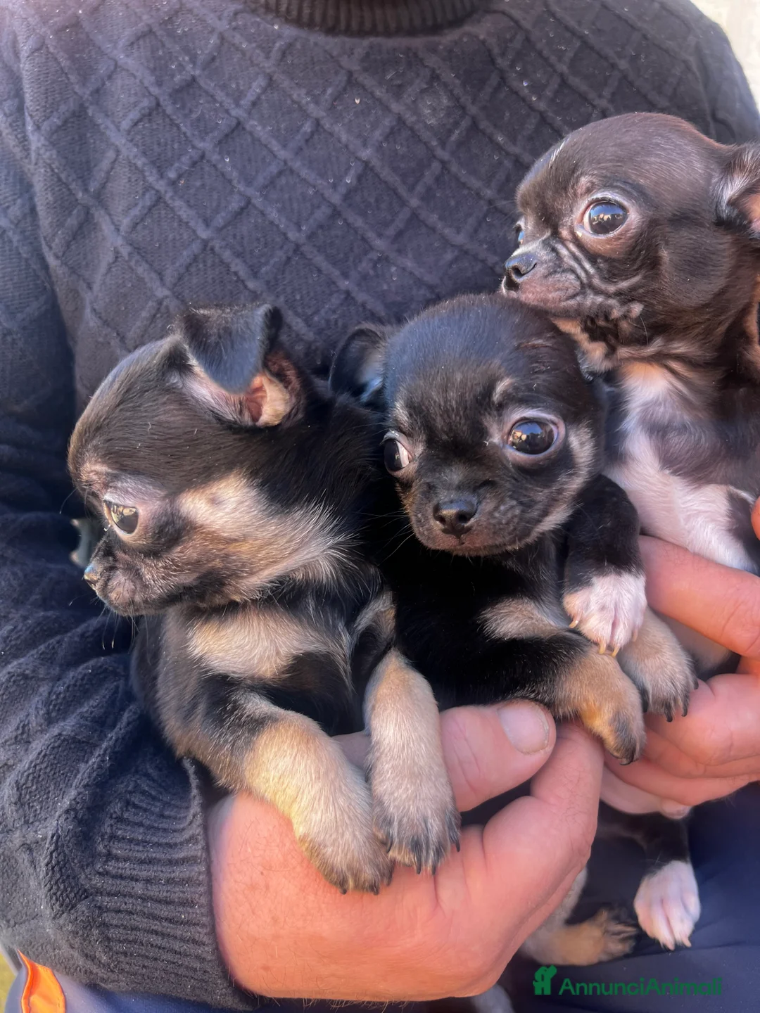 Chihuahua cani in vendita: Chihuahua - Annuncio 2