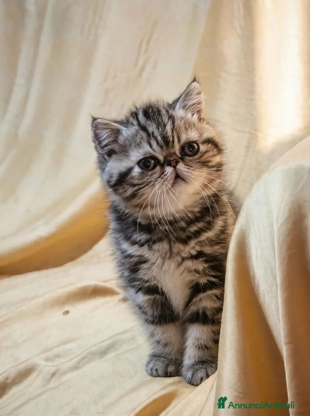Exotic Shorthair gatti in vendita: In cerca di coccole - Annuncio 9