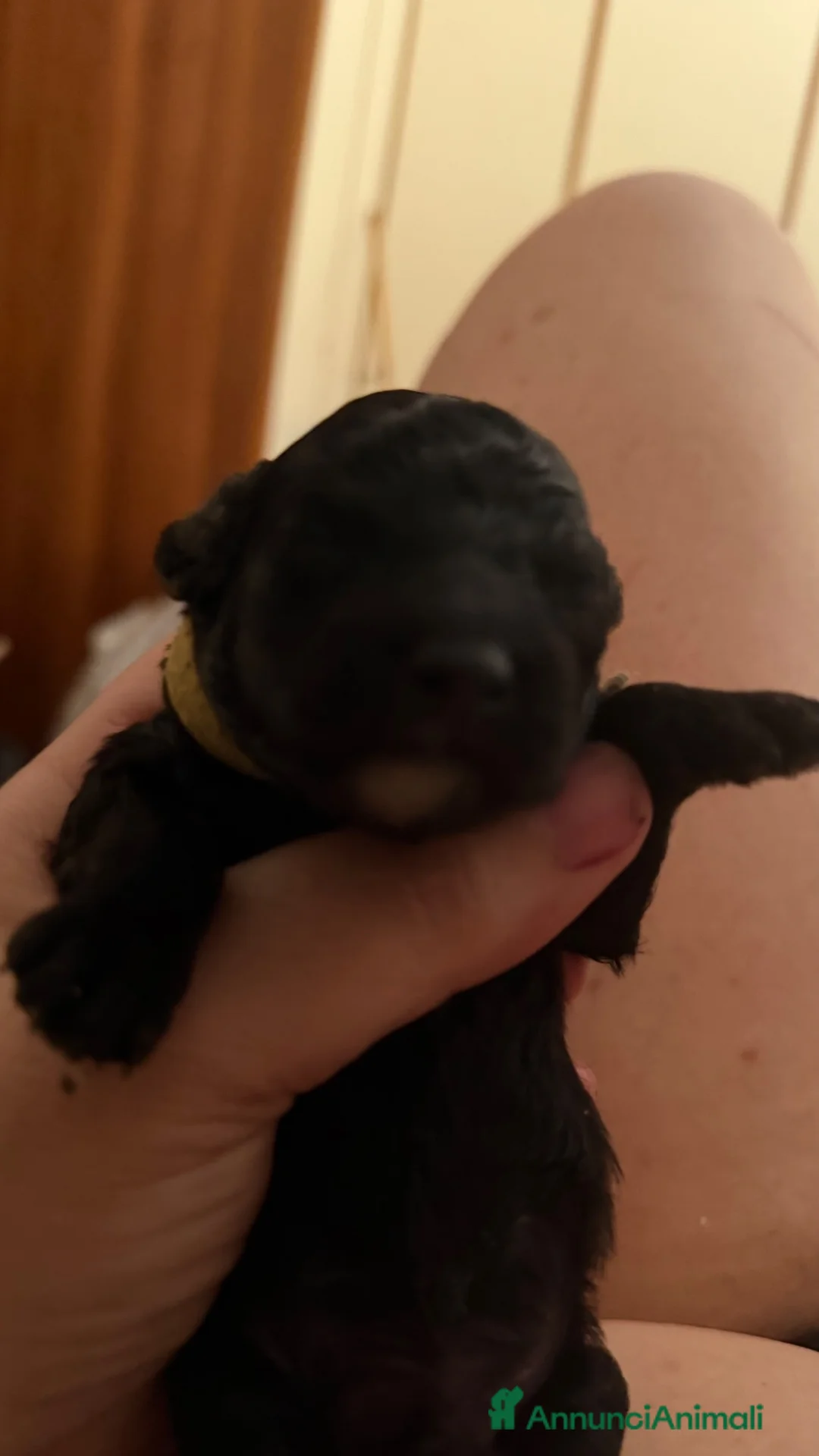 Barboncino Toy cani in vendita: Barboncini toy - Annuncio 11