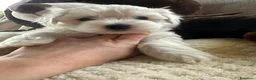Maltese cani in vendita: Cuccioli di maltese - Annuncio 12