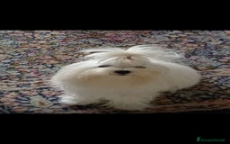 Maltese cani per accoppiamento: Maltese maschio accoppiamento a Provincia di Brescia - Immagine 1