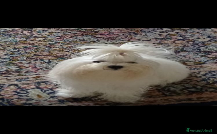 Maltese cani a Provincia di Brescia - Annuncio 1