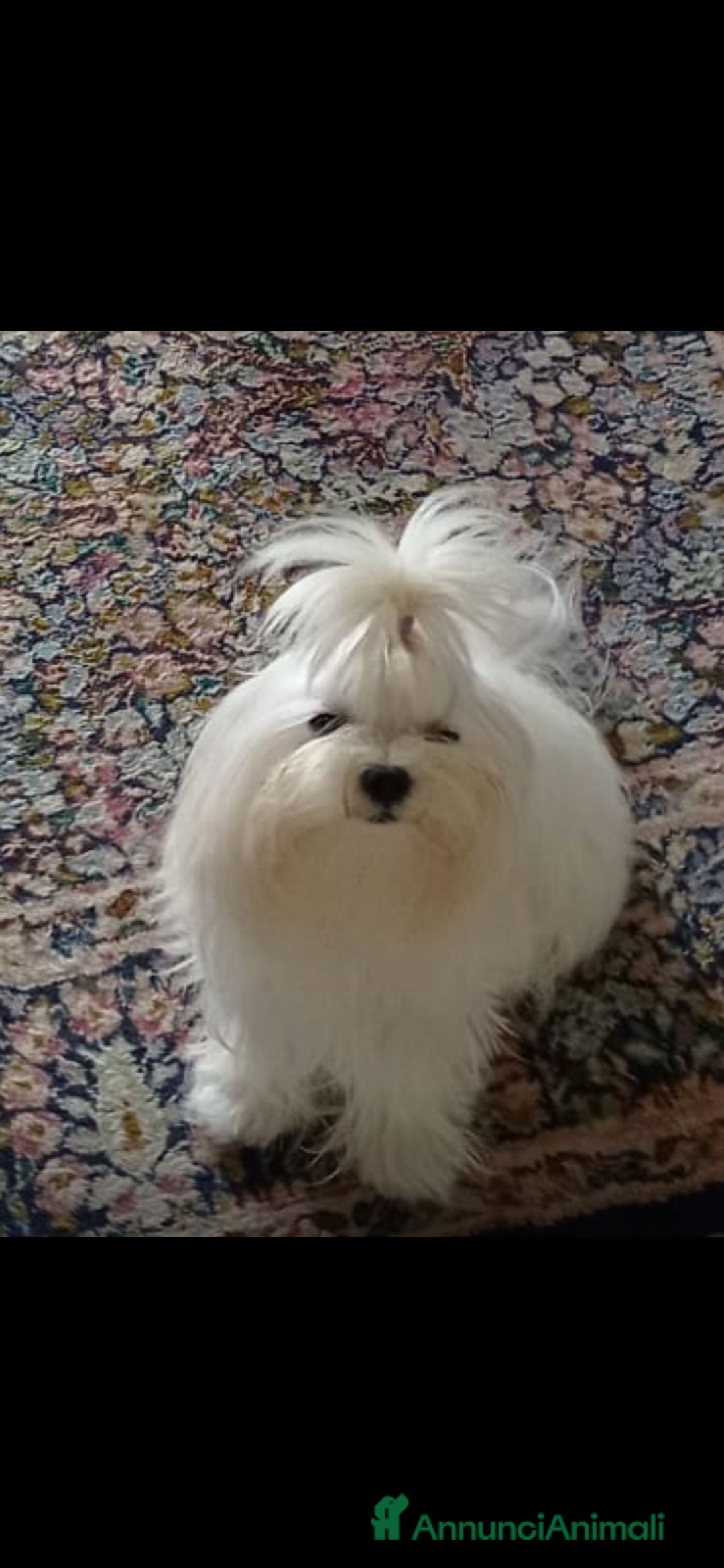Maltese cani per accoppiamento: Maltese maschio accoppiamento a Provincia di Brescia - Immagine 1