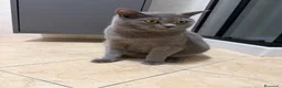 British gatti in vendita: VENDITA BRITISH SHORTHAIR - Annuncio 1