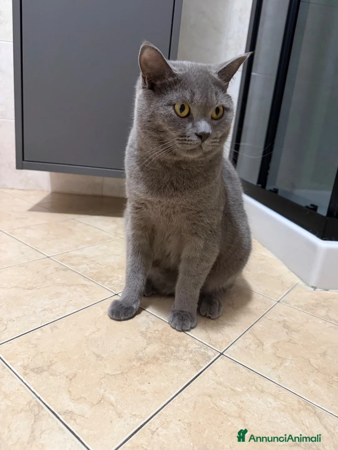 British gatti in vendita: VENDITA BRITISH SHORTHAIR - Annuncio 1