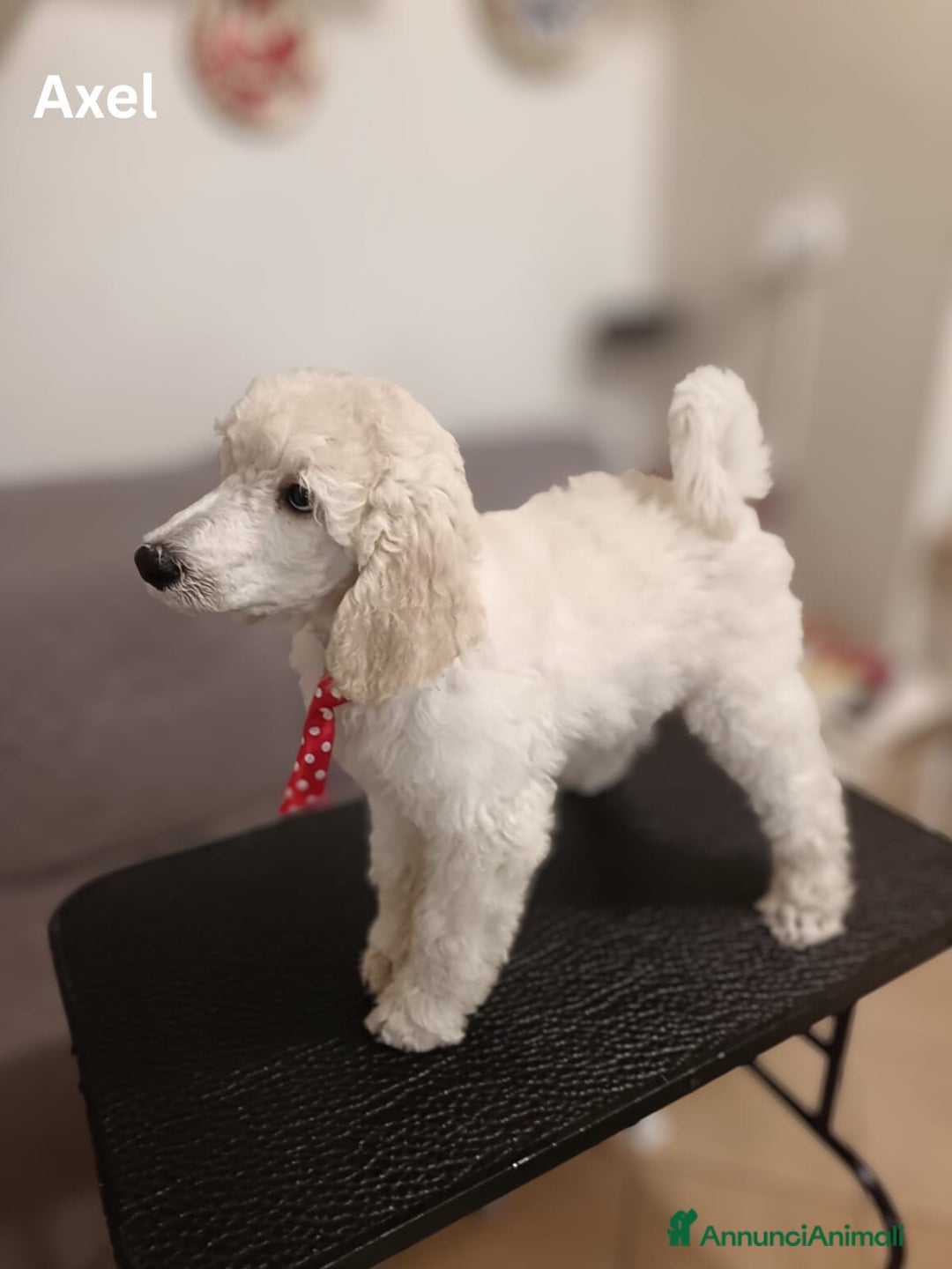 Barbone cani in vendita: Cuccioli di Barboncino con Pedigree ENCI 🐩 a Città metropolitana di Roma Capitale - Annuncio 6