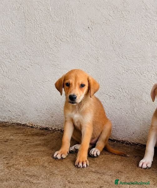 Meticcio cani Erminia - Annuncio 4