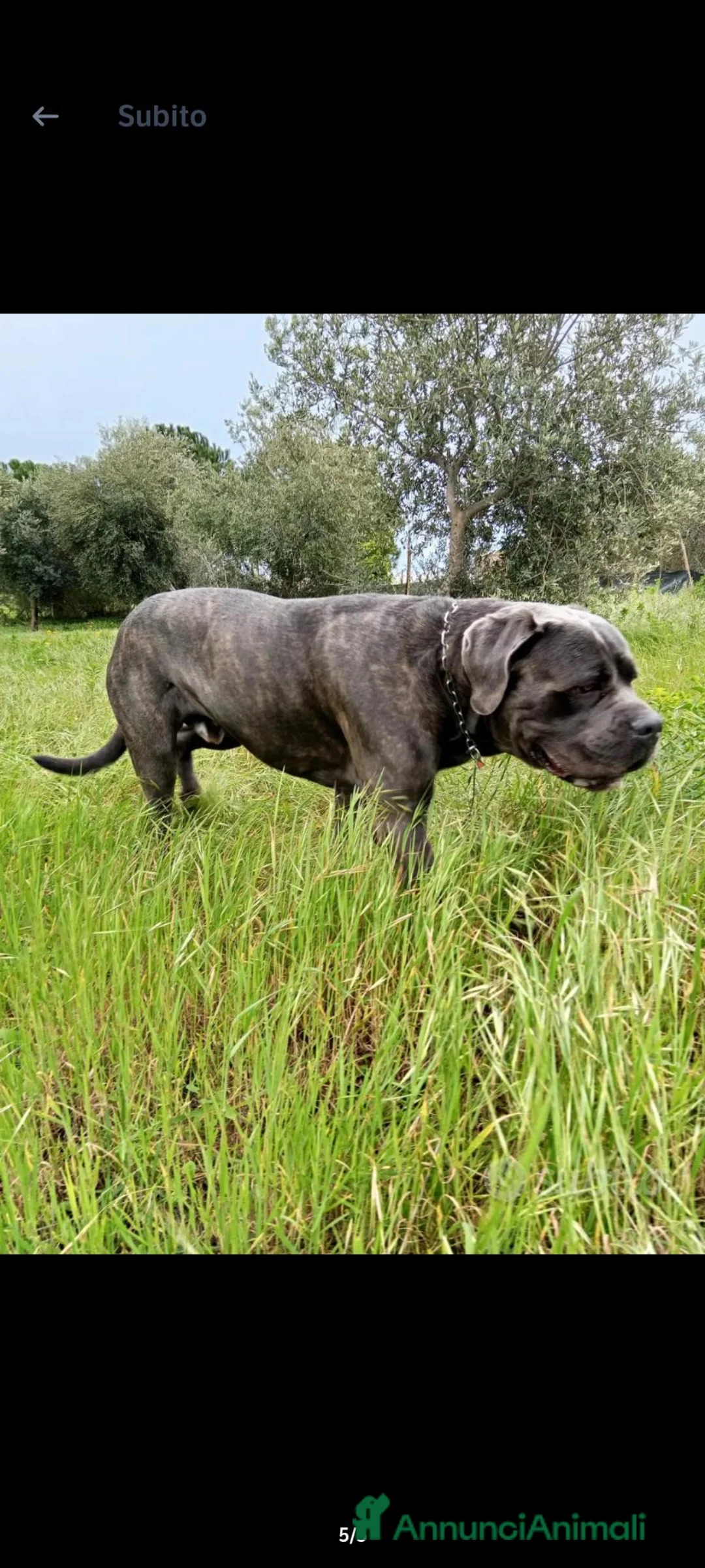 Cane Corso cani in vendita: Cane corso originale  a Libero consorzio comunale di Ragusa - Annuncio 1
