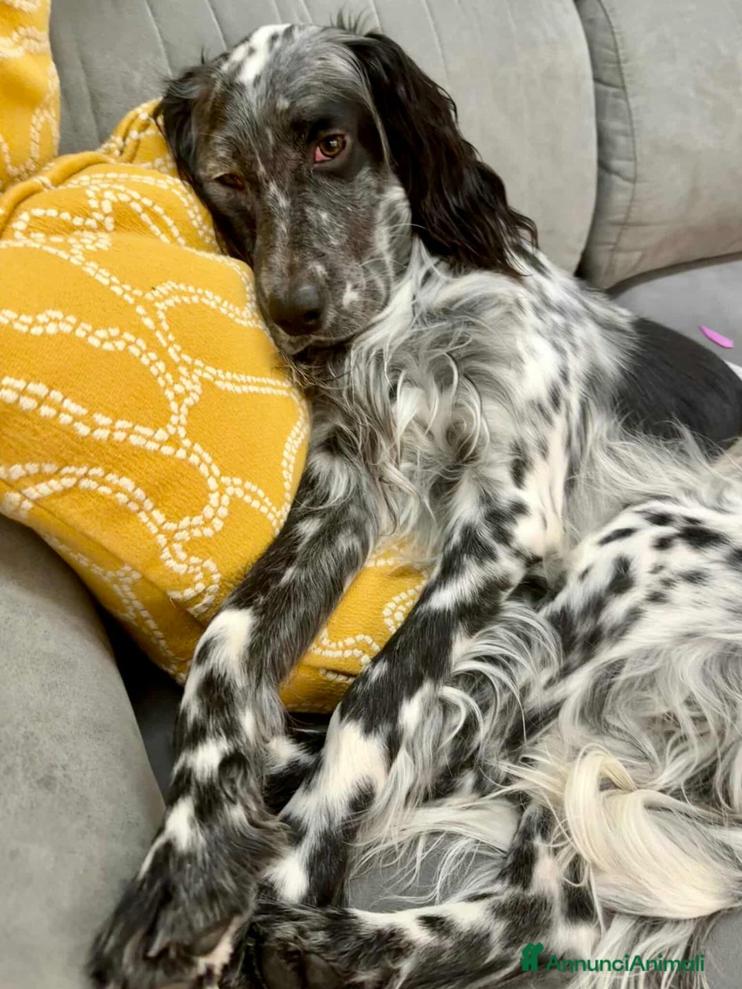 Setter Inglese cani in regalo: GINO, simpaticissimo SETTER INGLESE! - Annuncio 9