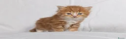 Siberiano gatti in vendita: Cuccioli gatto siberiano disponibili - Annuncio 6