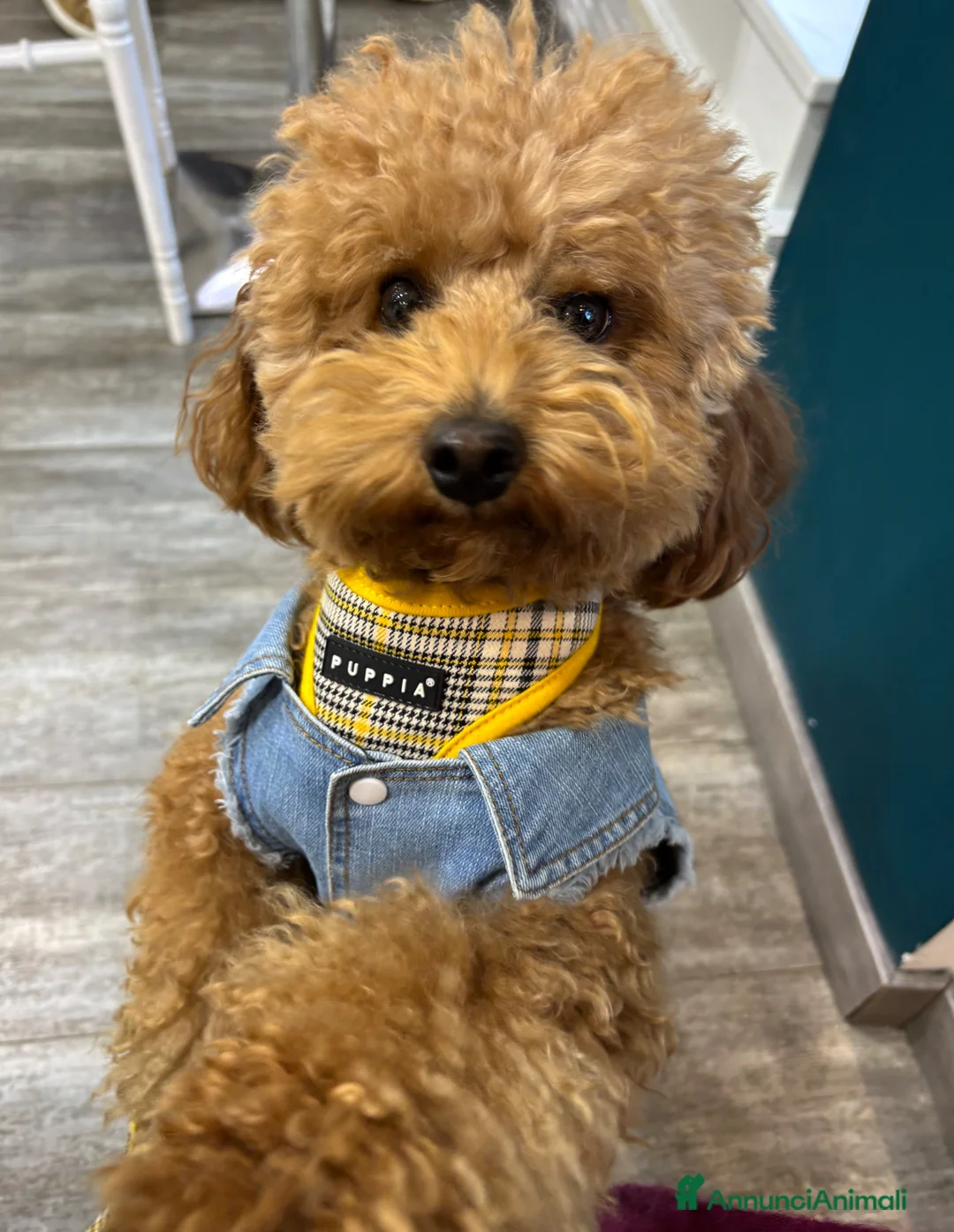 Barboncino Toy cani per accoppiamento: Cerco barboncina per accoppiamento  a Città Metropolitana di Torino - Annuncio 2