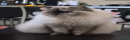 Persiano gatti in vendita:  Gattina Persiana  - Annuncio 6