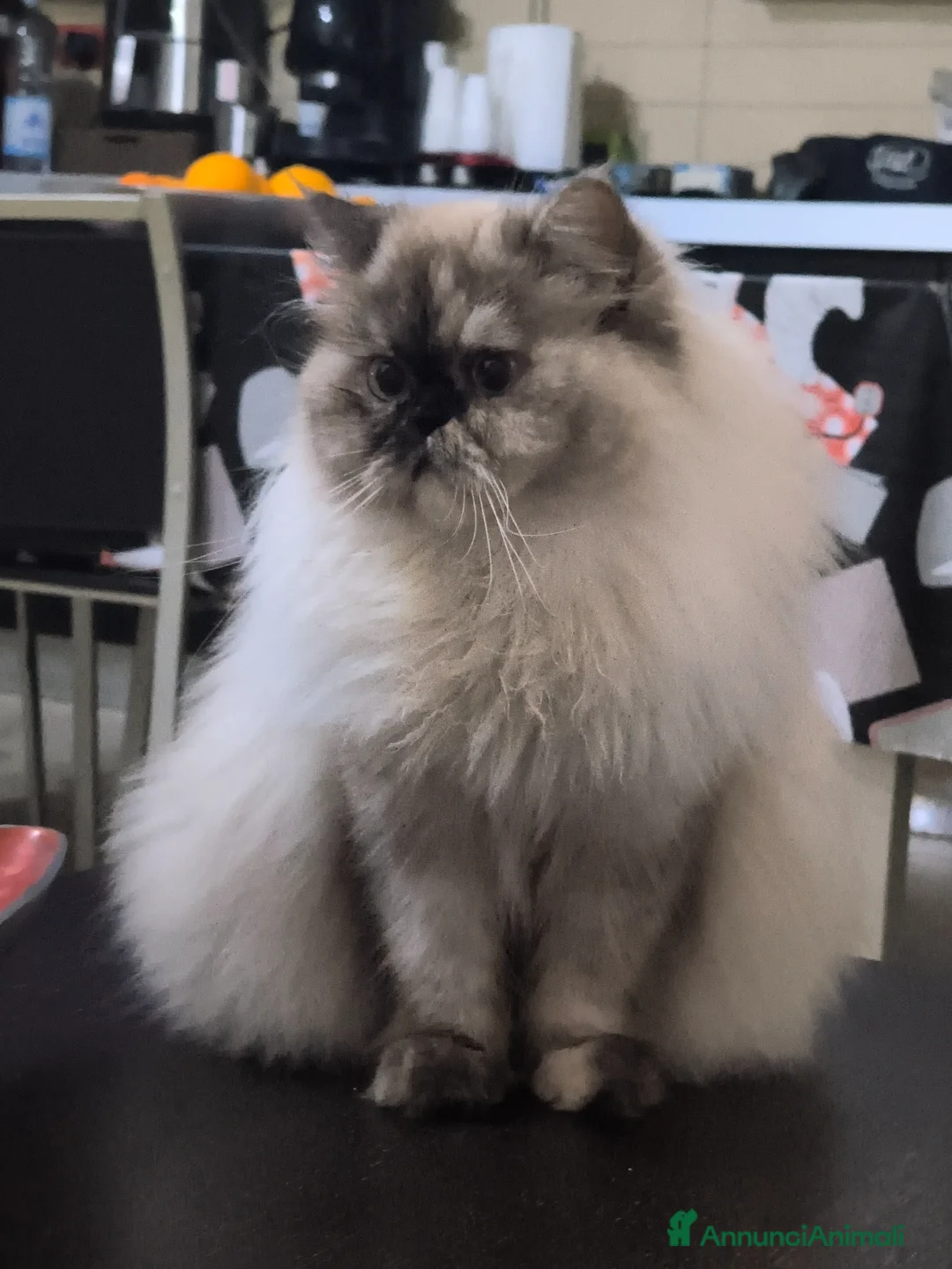 Persiano gatti in vendita:  Gattina Persiana  - Annuncio 6
