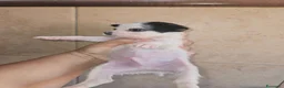 Chihuahua cani in vendita: Chihuahua toy  a Città metropolitana di Milano - Annuncio 15