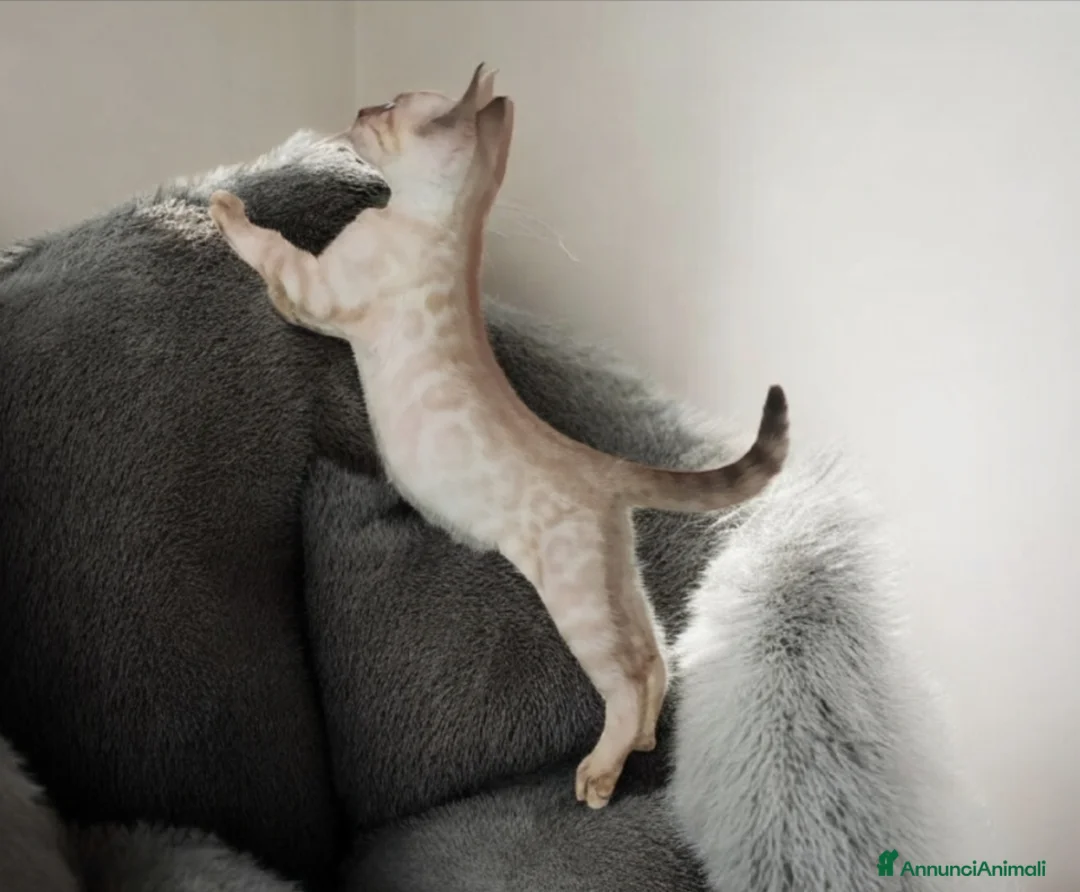 Bengala gatti in vendita: Splendidi gattini del Bengala  - Annuncio 5