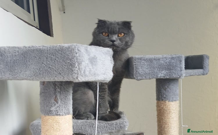 British gatti a Provincia di Brescia - Annuncio 13