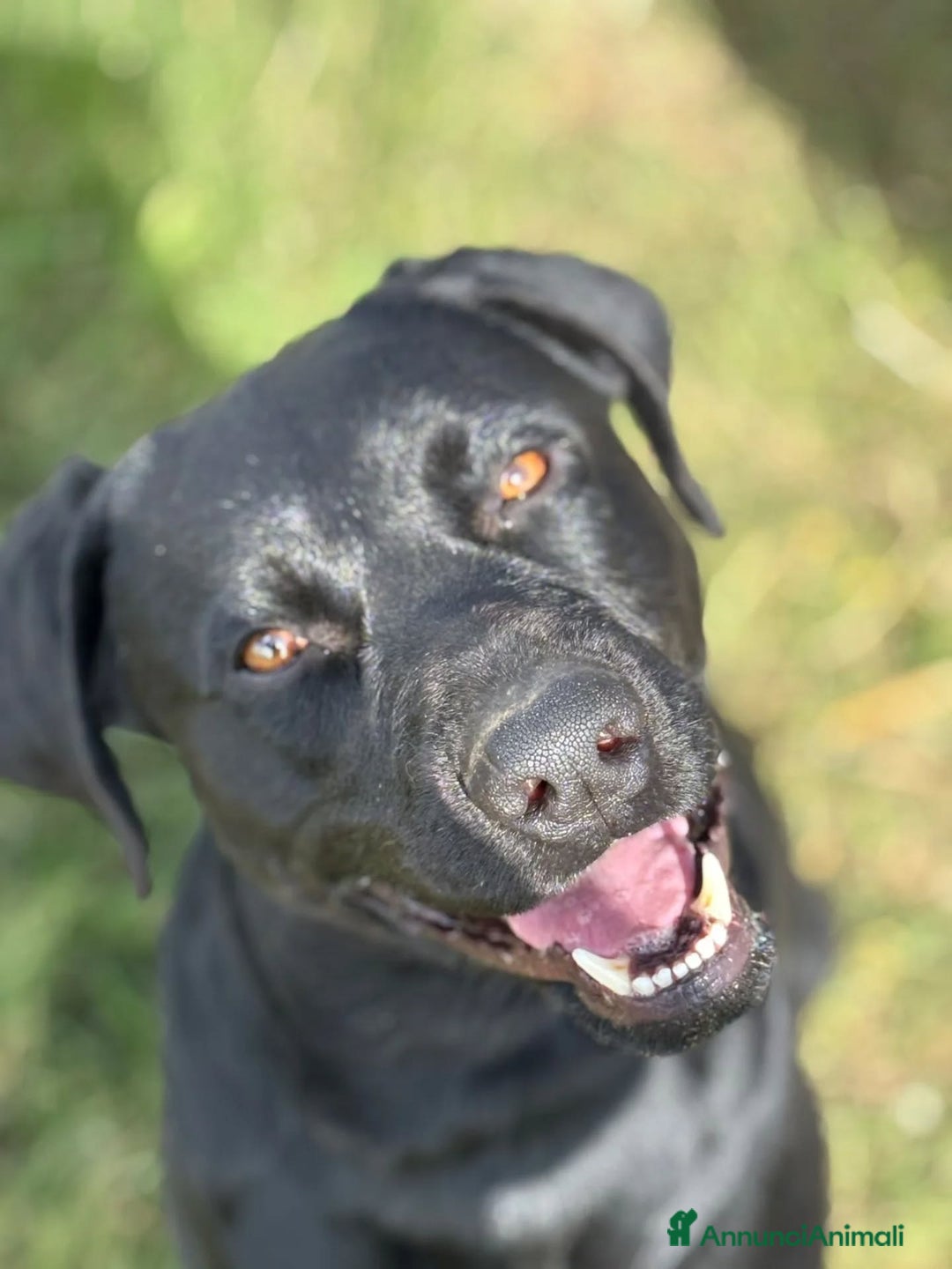 Meticcio cani in regalo: Rocky simil labrador retriever in adozione - Annuncio 7