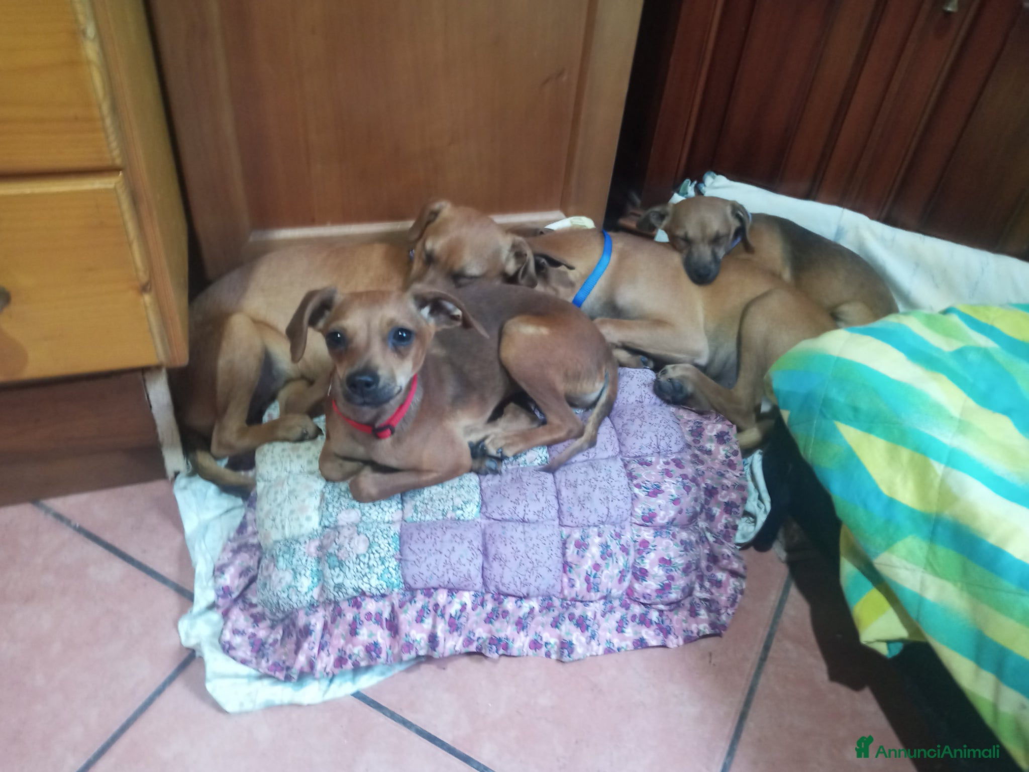 Meticcio cani Similpinscher - Annuncio 7