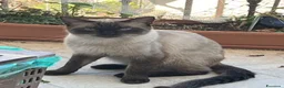 Siamese gatti in vendita: Siamesini Thai - Annuncio 2