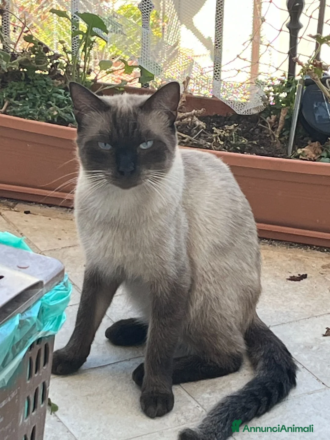 Siamese gatti in vendita: Siamesini Thai - Annuncio 2