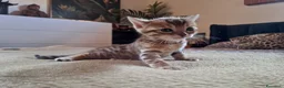 Bengala gatti in vendita: Gattina Bengala di 9 mesi - Annuncio 9