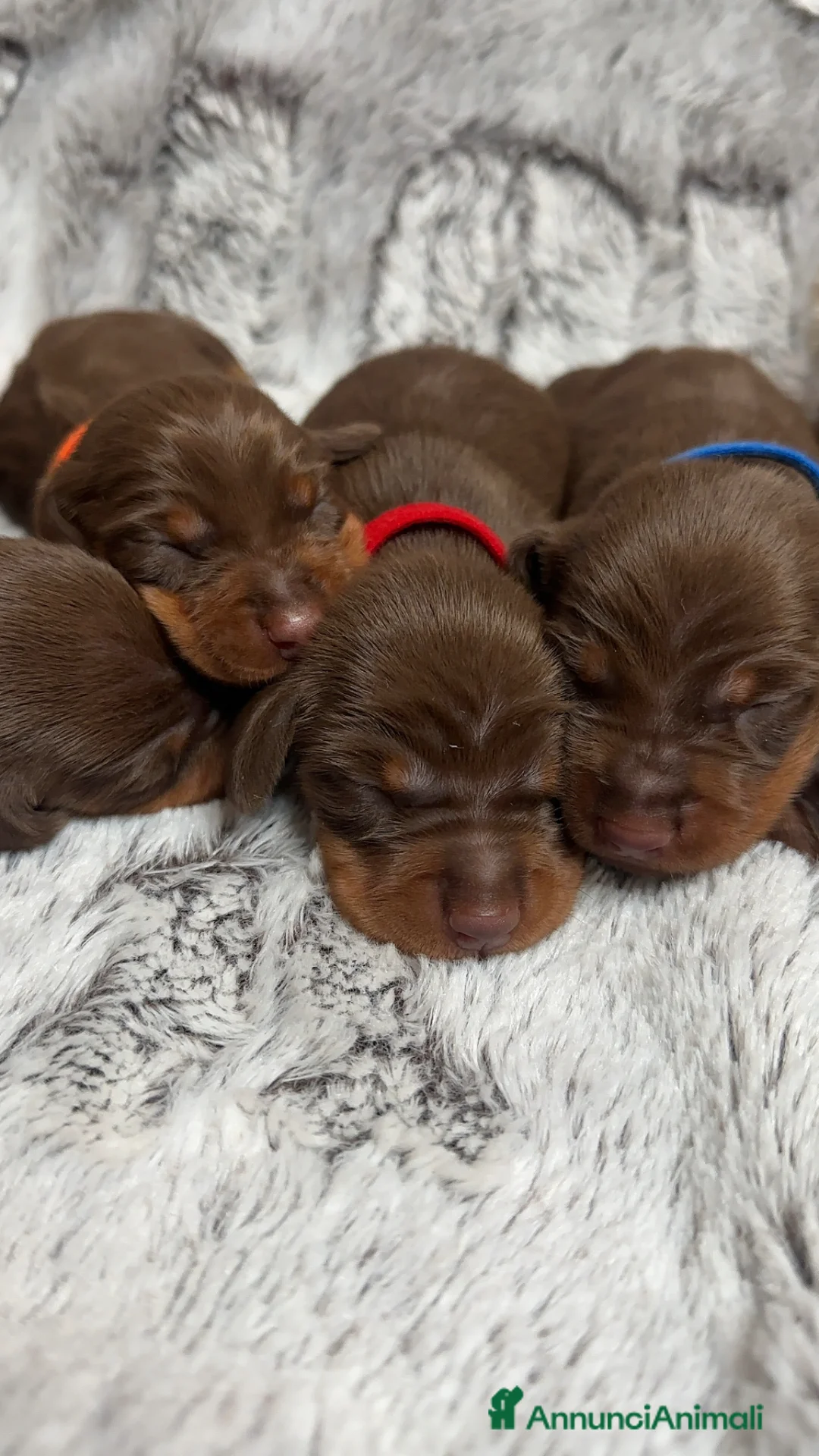 Bassotto cani in vendita: Cuccioli di Bassotto Enci  - Annuncio 2