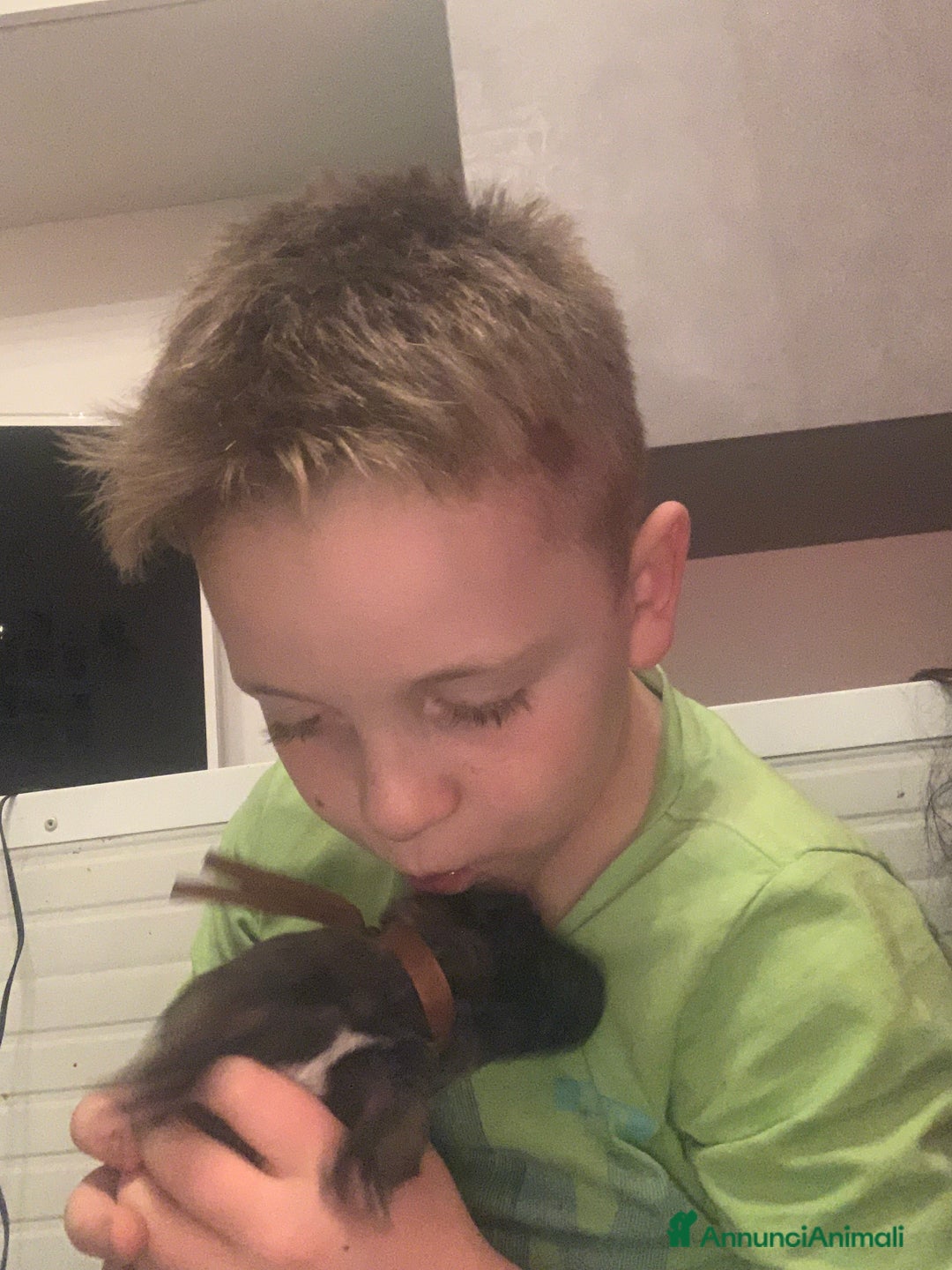 Pastore Belga cani in vendita: Cucciolo pastore belga Malinois  - Annuncio 2