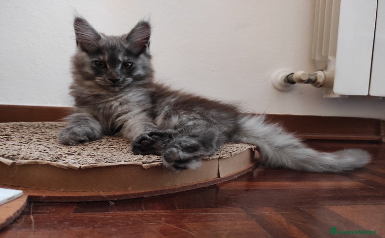 Maine Coon gatti a Provincia di Massa e Carrara - Annuncio 16
