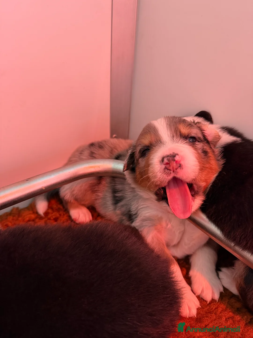 Australian Shepherd cani in vendita: Vendesi cuccioli di Australian shepherd - pedigree - Annuncio 8