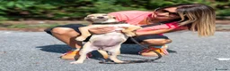 Meticcio cani in regalo: melissa - Annuncio 2