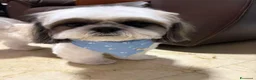 Shih Tzu cani per accoppiamento: Accopiamento   - Annuncio 4