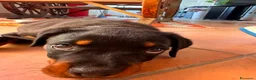 Rottweiler cani in vendita: Rottweiler  - Annuncio 4