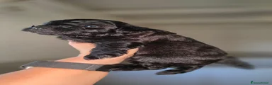 Meticcio 1