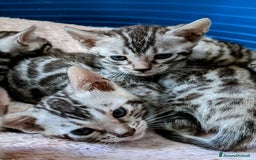 Bengala gatti in vendita: Gatto bengala  a Città metropolitana di Roma Capitale - Immagine 14
