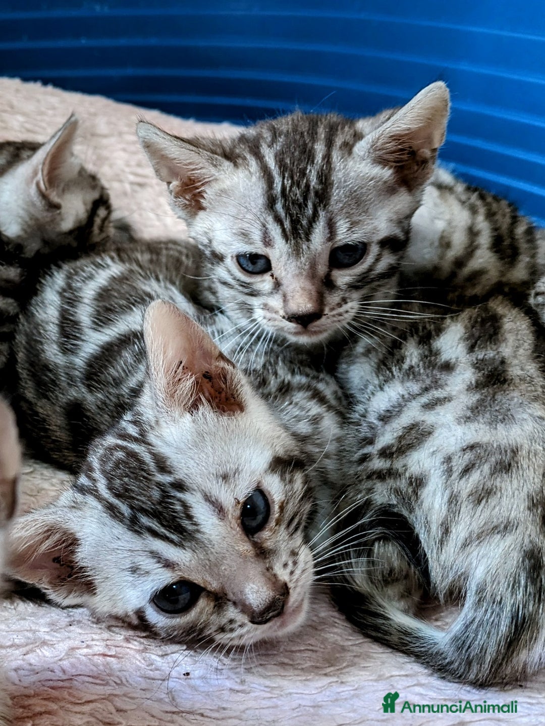 Bengala gatti in vendita: Gatto bengala  a Città metropolitana di Roma Capitale - Immagine 14