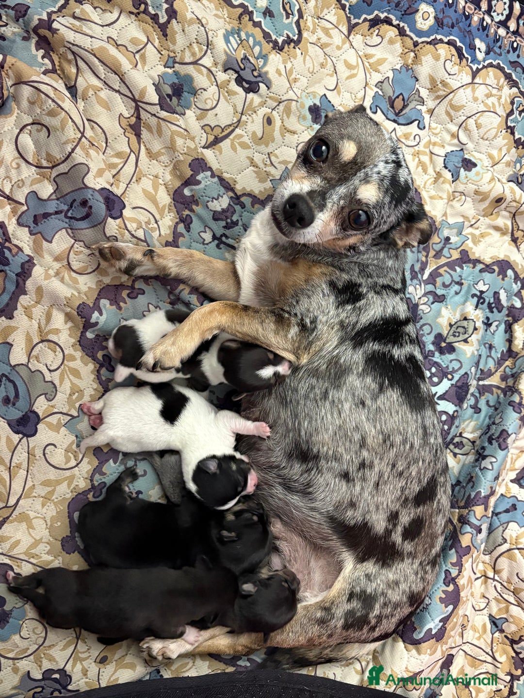 Chihuahua cani in vendita: Chihuahua  - Annuncio 1