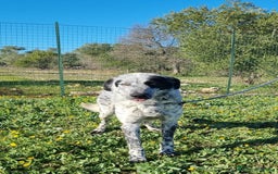 Meticcio cani in regalo: Furia, un allegro cucciolone  a Città Metropolitana di Bari - Immagine 10