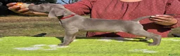 Weimaraner cani in vendita: Cuccioli Weimaraner - Annuncio 4