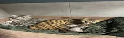 Savannah gatti in vendita: Splendidi cuccioli di gatto Savannah – 4 mesi  - Annuncio 32