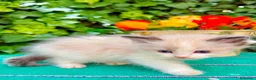 Ragdoll gatti in vendita: cucciola di ragdoll disponibile subito  - Annuncio 5