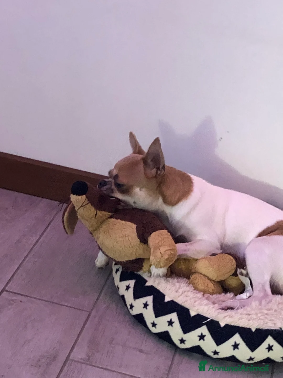 Chihuahua cani in vendita: Chihuahua  - Annuncio 10