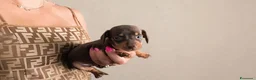 Bassotto cani in vendita: Bassotto tedesco femmina kaninken  - Annuncio 5