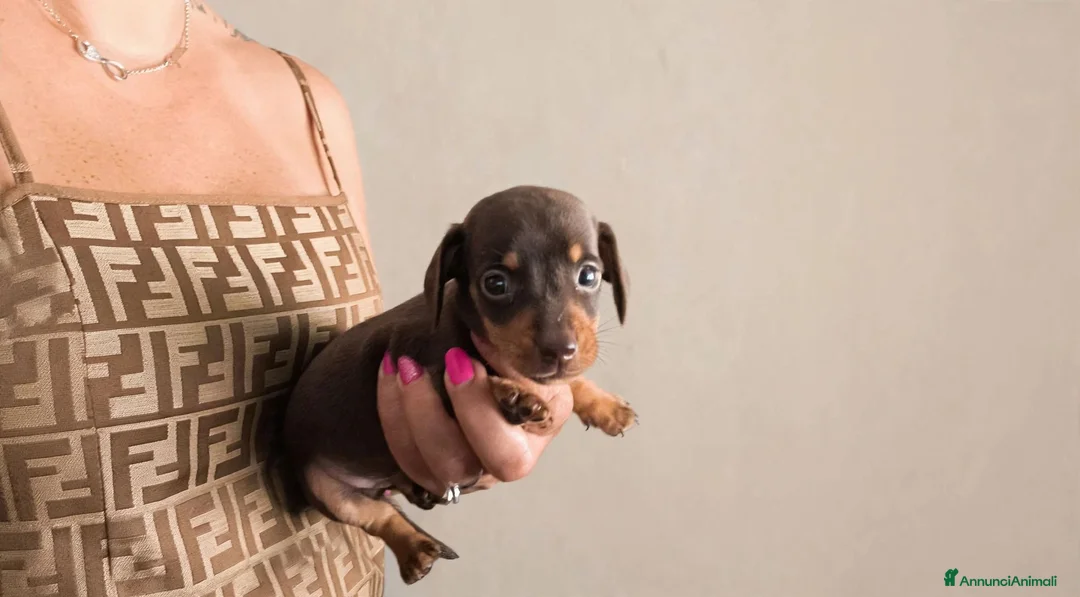 Bassotto cani in vendita: Bassotto tedesco femmina kaninken  - Annuncio 5