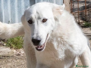 Meticcio cani DEMYR ASPETTA TE a Città metropolitana di Roma Capitale - Annuncio 34