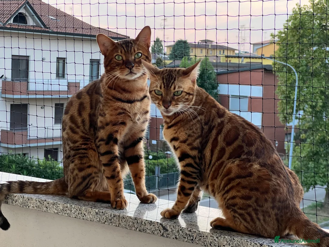 Bengala gatti in vendita: Coppia Bengala Con pedigree (Per allevamento) - Annuncio 3
