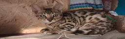 Bengala gatti in vendita: Cuccioli Bengala con pedegree a Provincia di Biella - Annuncio 7