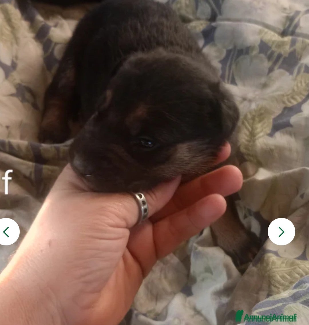 Pastore Tedesco cani in vendita: splendidi cuccioli pastore tedesco  - Annuncio 3