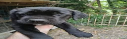 Cane Corso cani in vendita: CEDESI CUCCIOLI CANE CORSO a Città Metropolitana di Genova - Annuncio 1