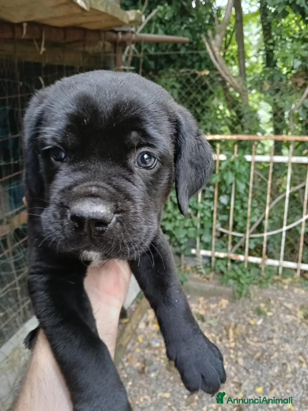 Cane Corso cani in vendita: CEDESI CUCCIOLI CANE CORSO a Città Metropolitana di Genova - Annuncio 1
